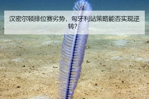 han-mi-er-dun-pai-wei-sai-lie-shi-xiong-ya-li-zhan-ce-lve-neng-fou-shi-xian-ni-zhuan-2-410.jpg